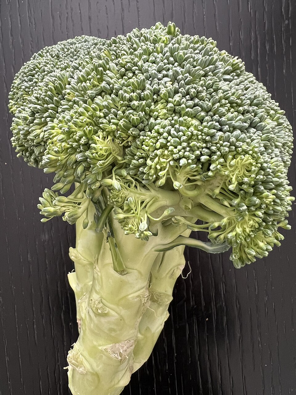 Broccoli