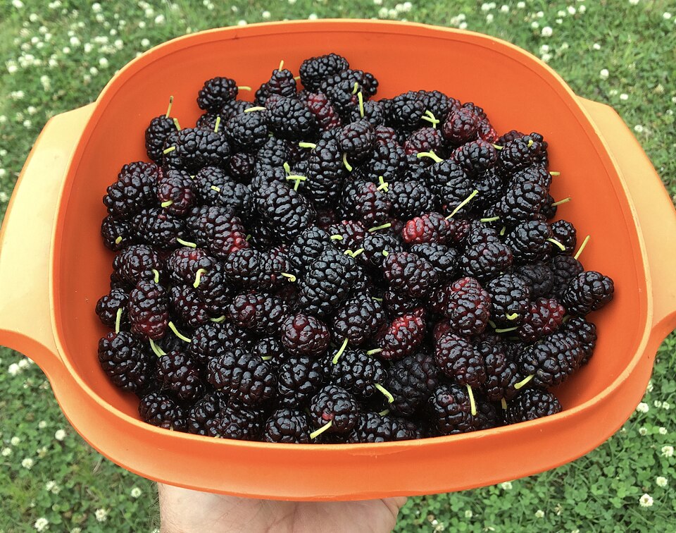 Photograph of fresh Mulberries