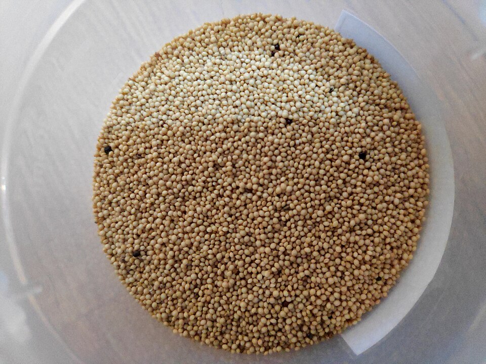 Amaranth