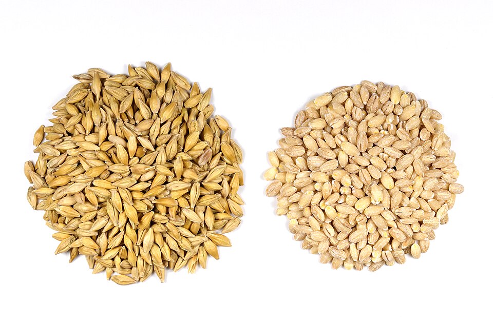 Barley