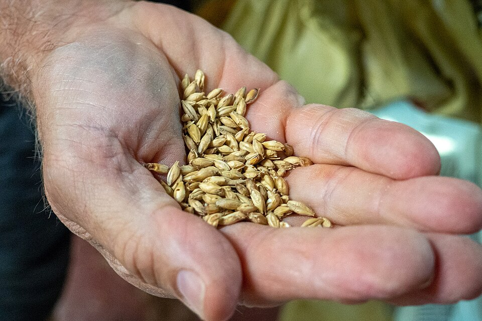 Malted Barley