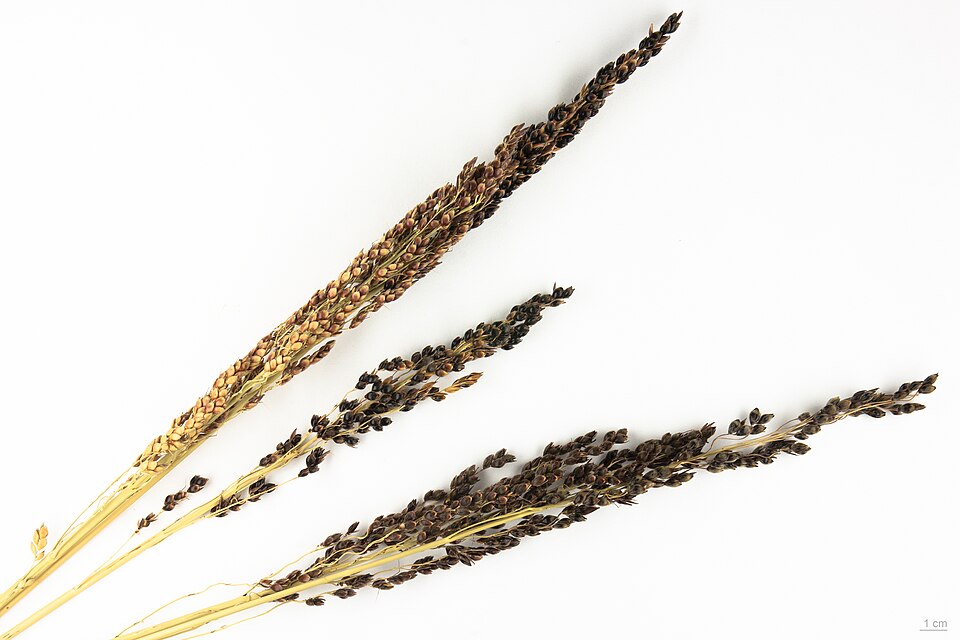 Sorghum