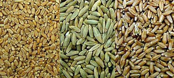 Triticale