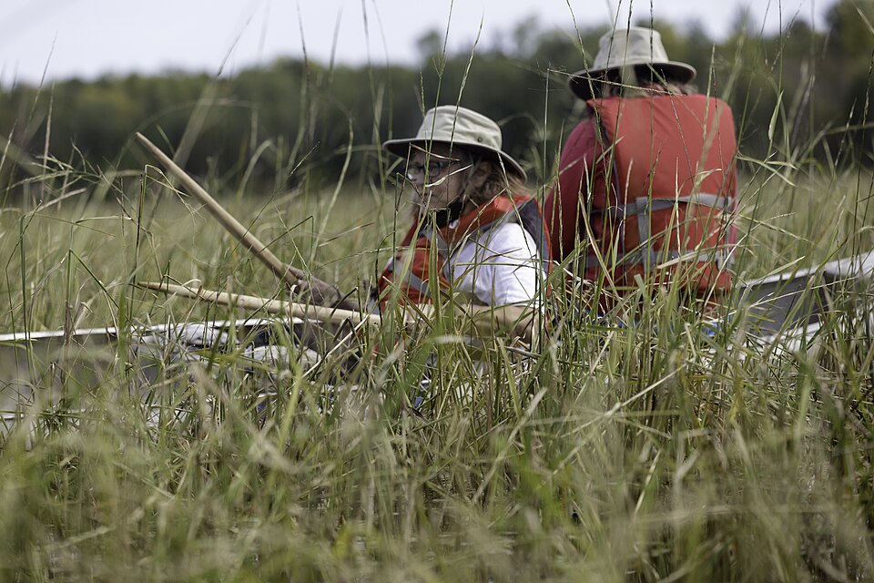 Wild Rice