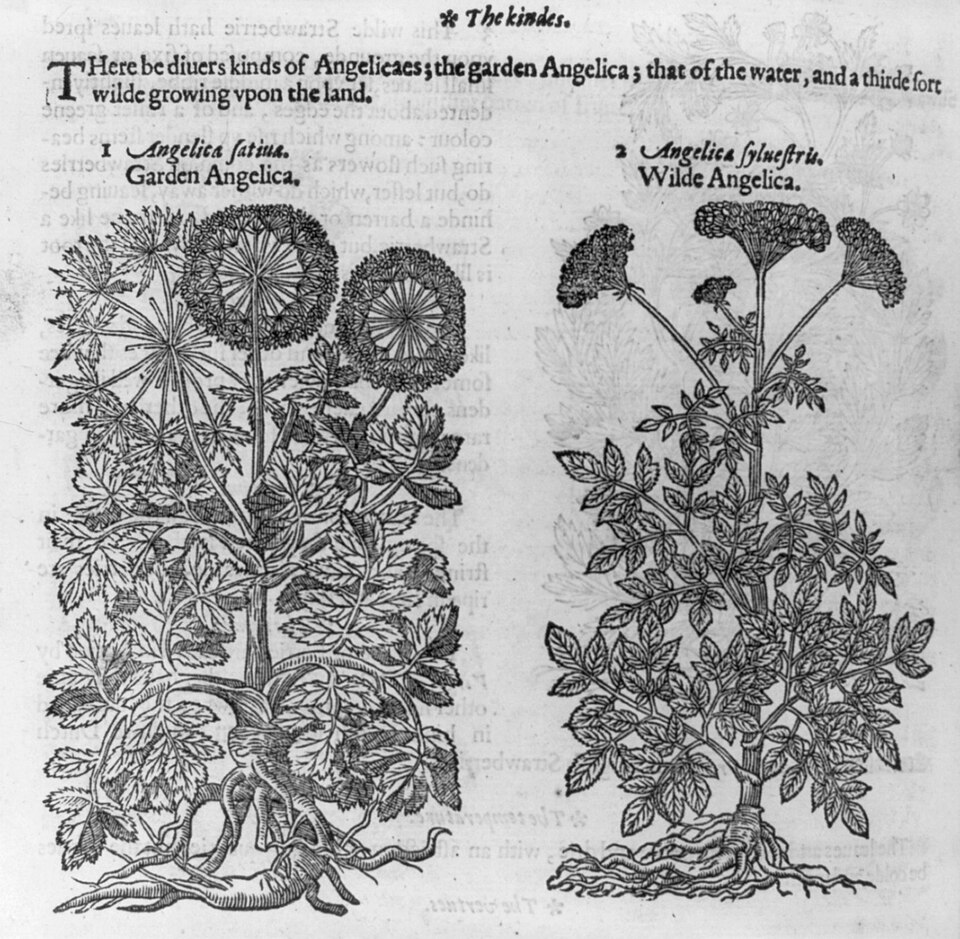 Angelica
