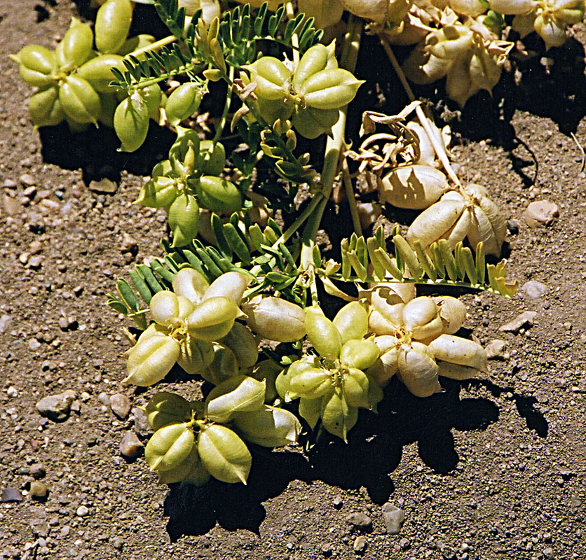 Astragalus