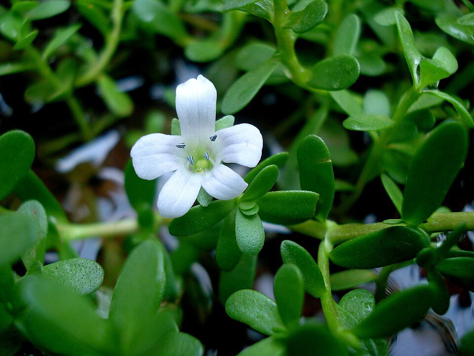 Bacopa Monnieri