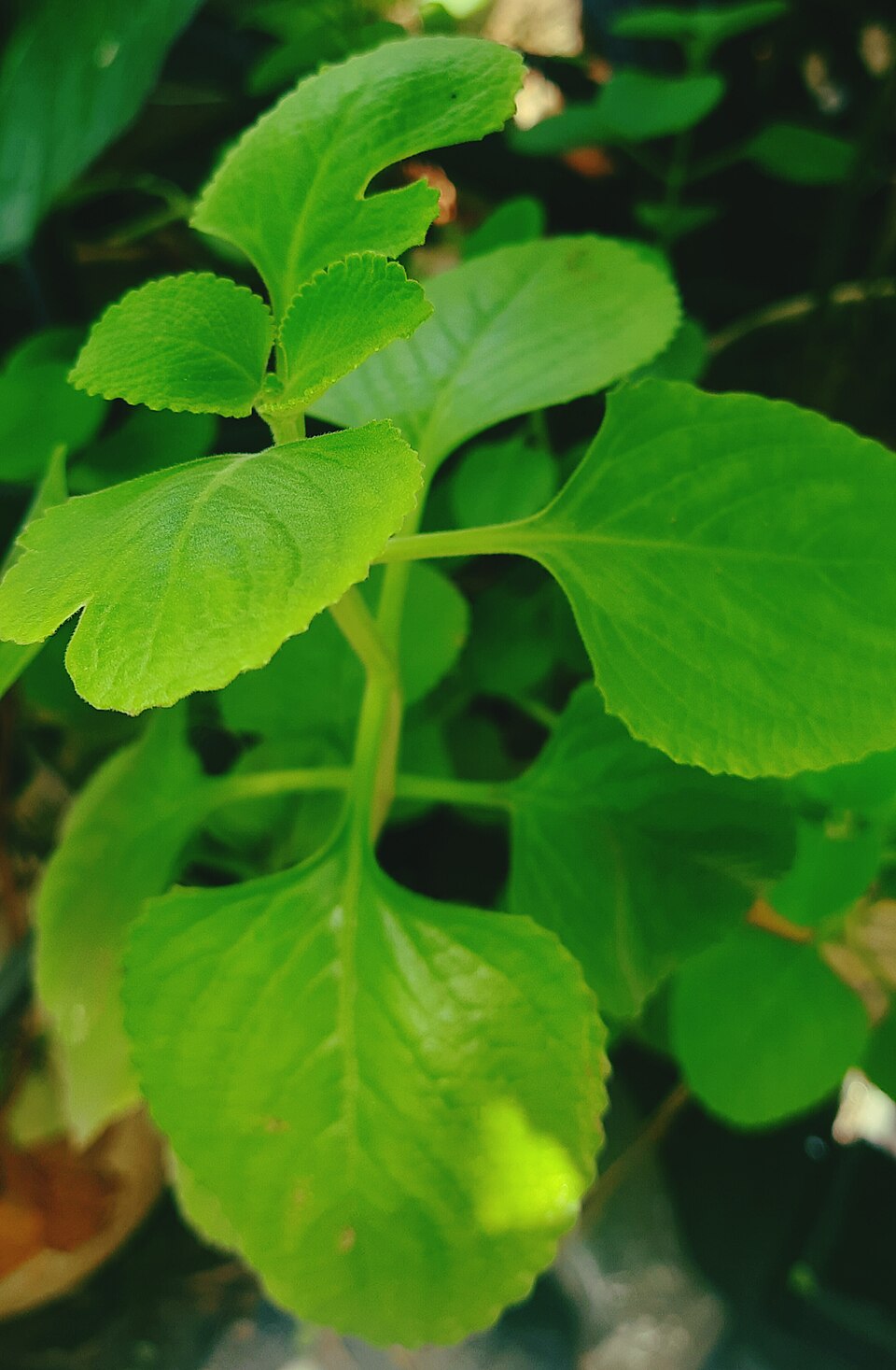 Photograph of Borage