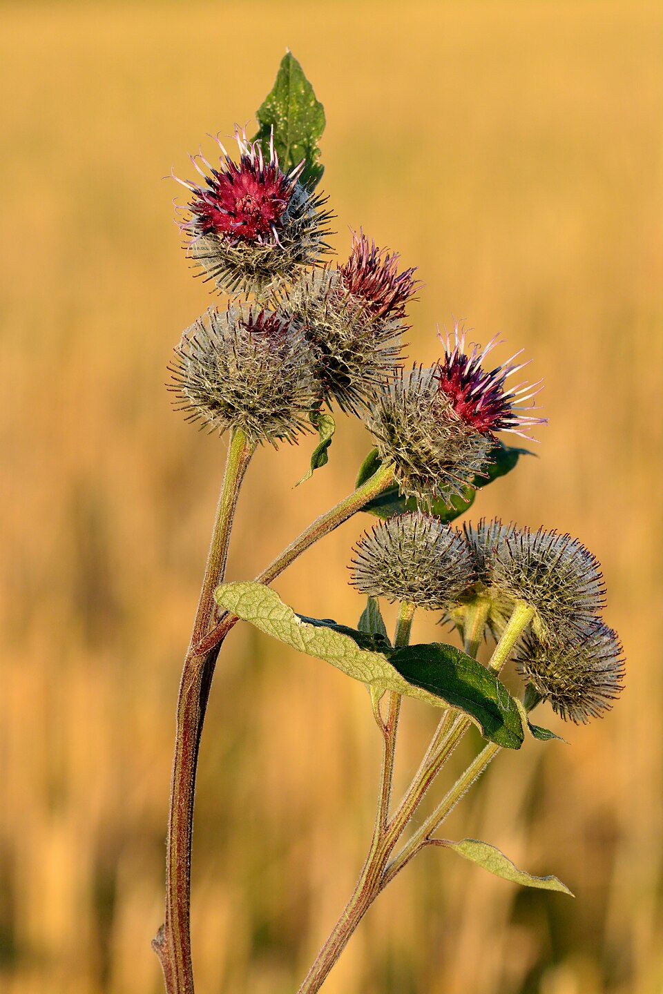 Photograph of Burdock Root