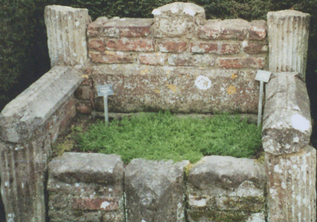 Photograph of Chamomile