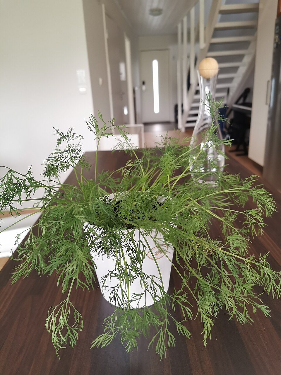 Dill