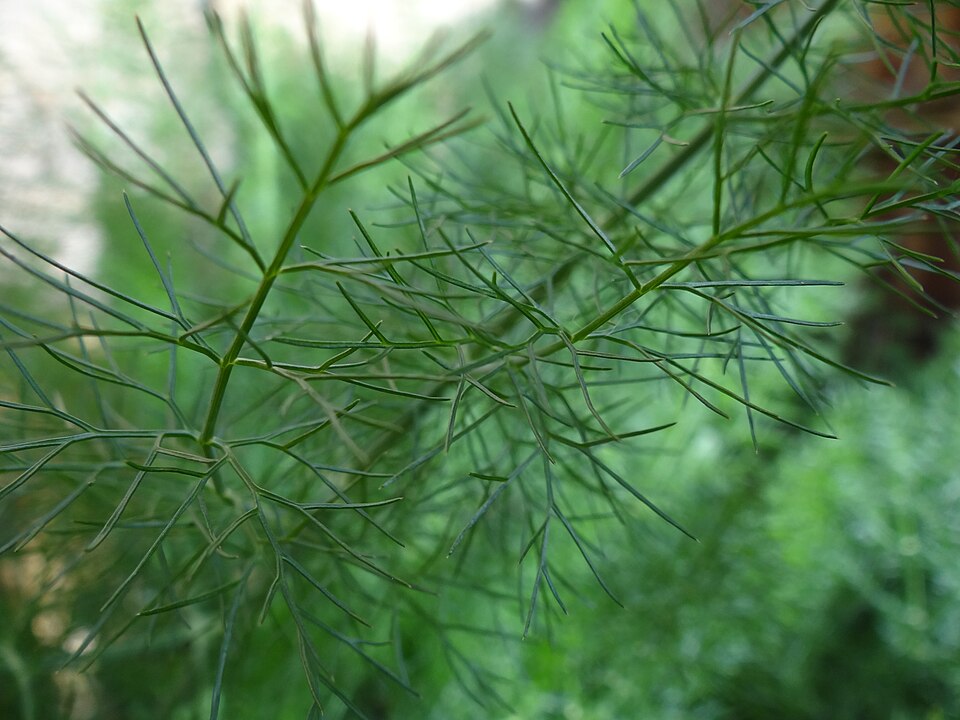 Fennel Leaf