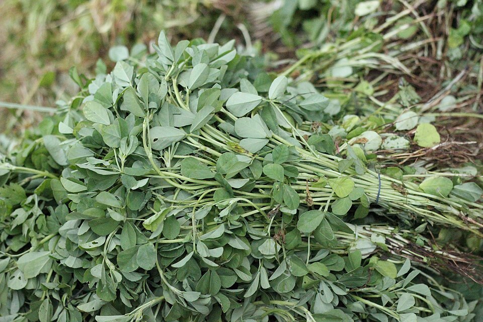 Photograph of Fenugreek Leaf