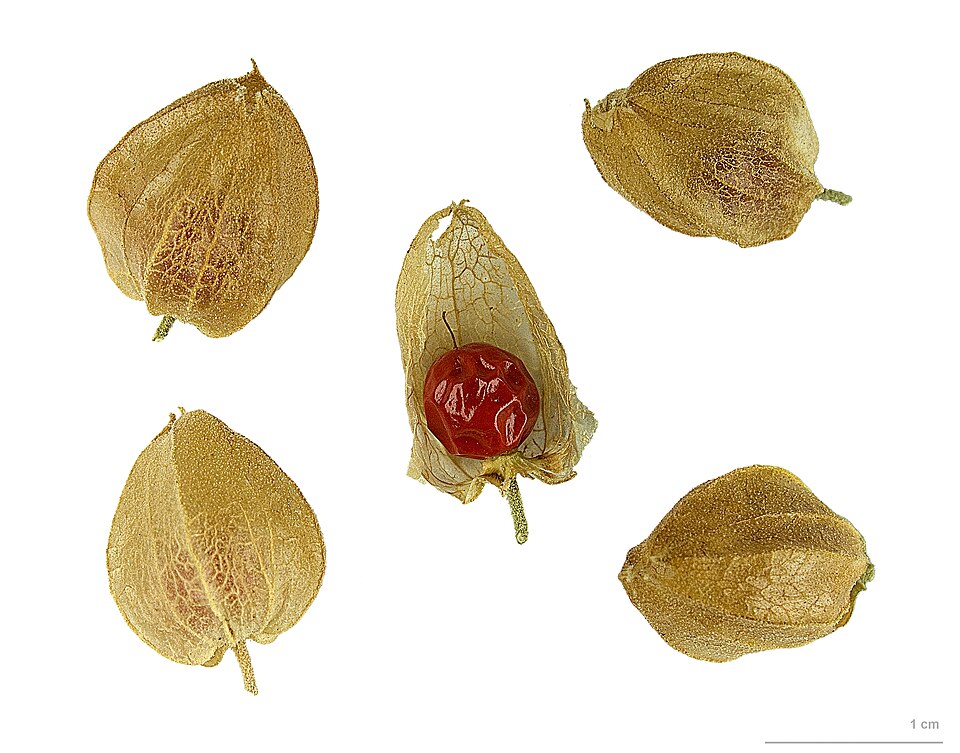 Photograph of Ginseng