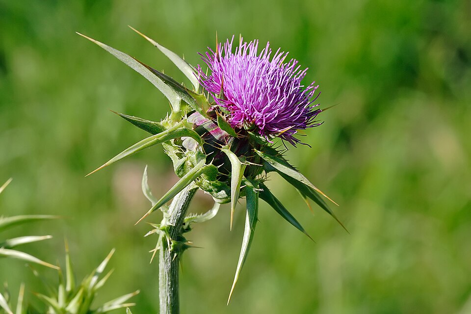 Photograph of Milk Thistle