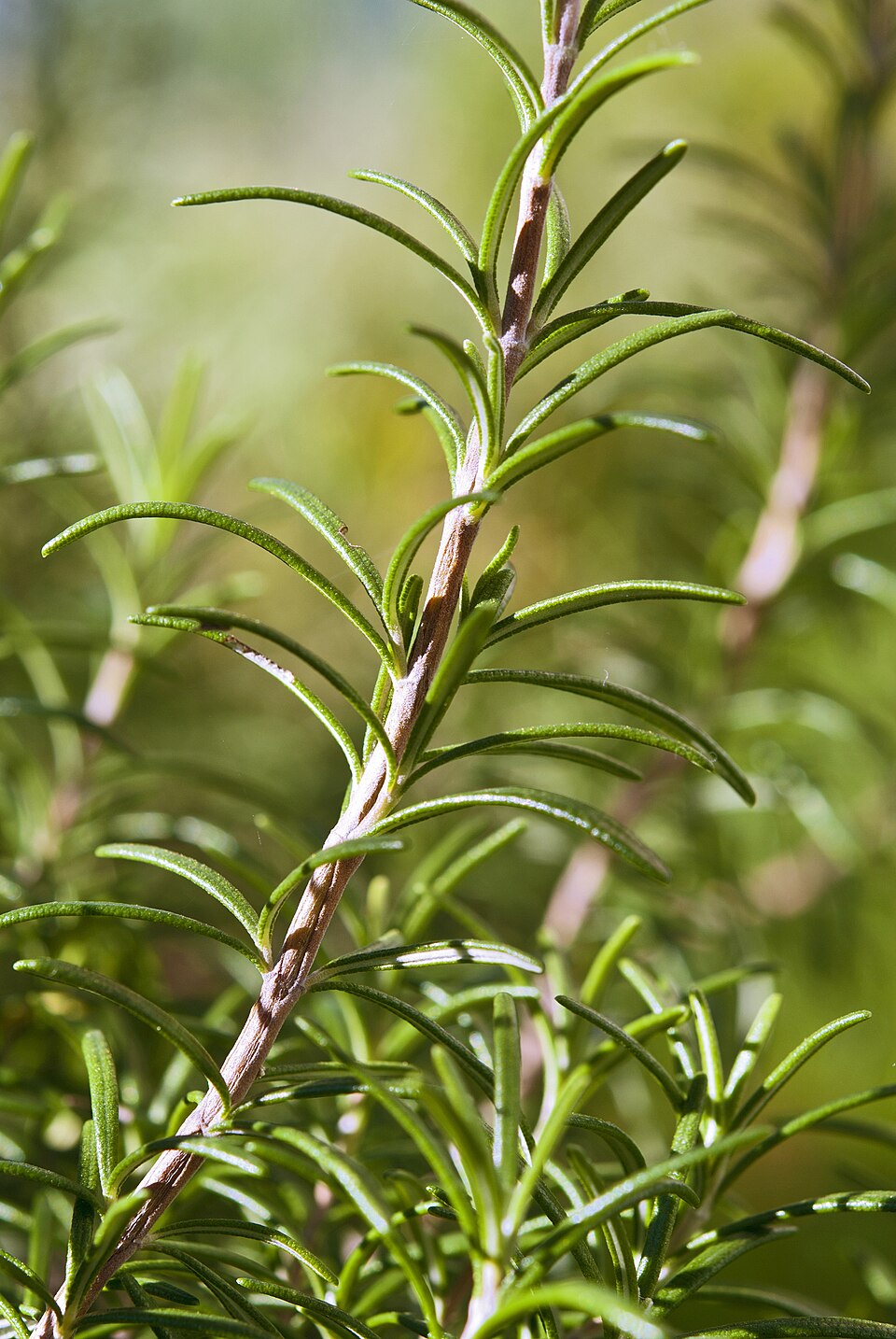 Rosemary