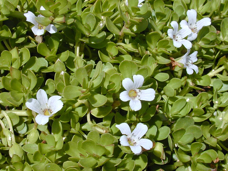 Photograph of Thyme