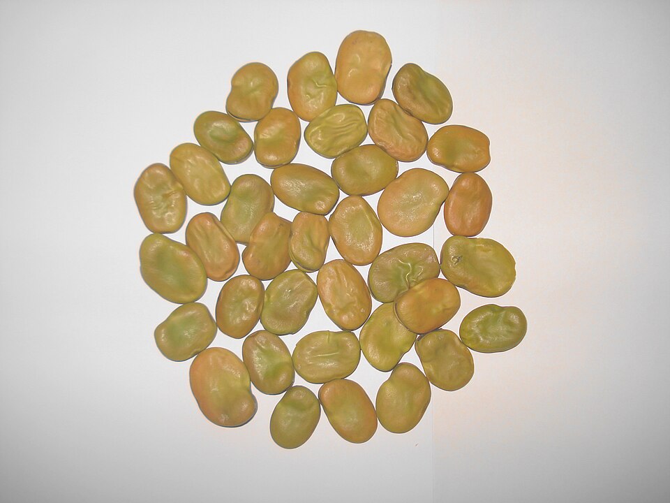 Broad Beans (Fava)