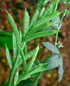 Cluster Beans (Guar)