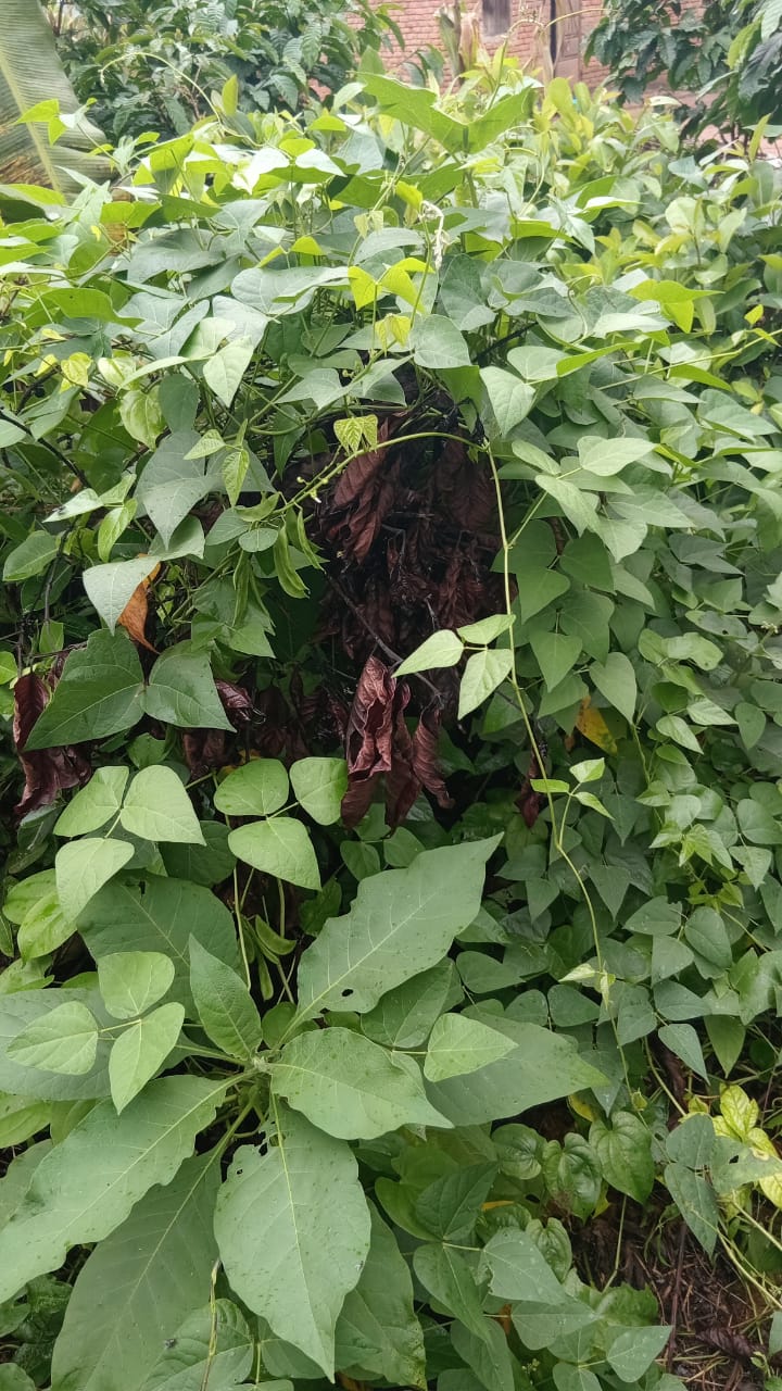 Hyacinth Beans