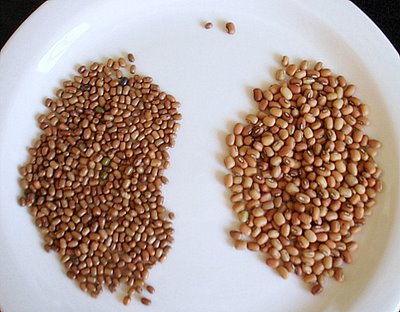 Matki (Moth Beans)