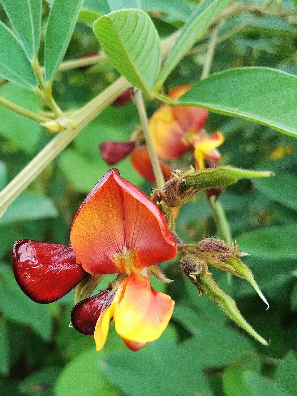 Pigeon Peas