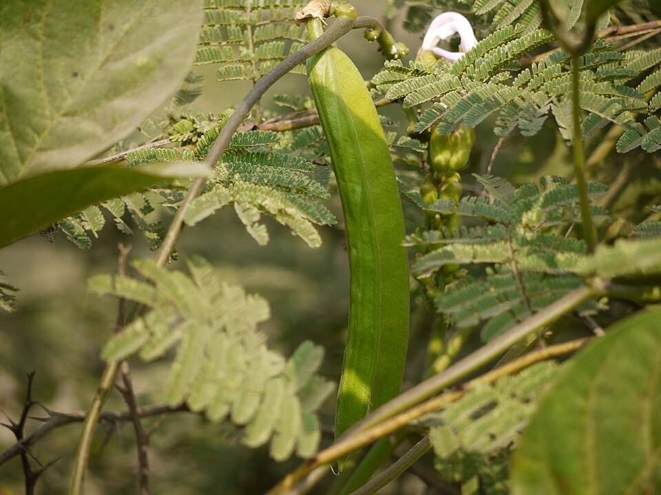 Sword Beans