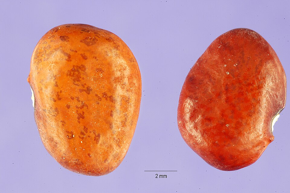 Tepary Beans