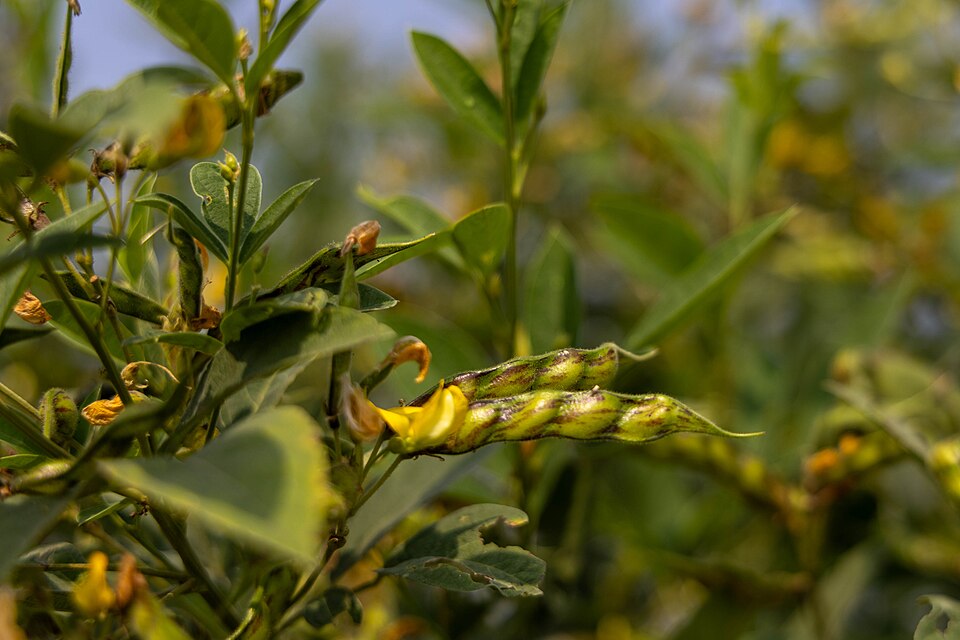 Toor Dal (Pigeon Pea)