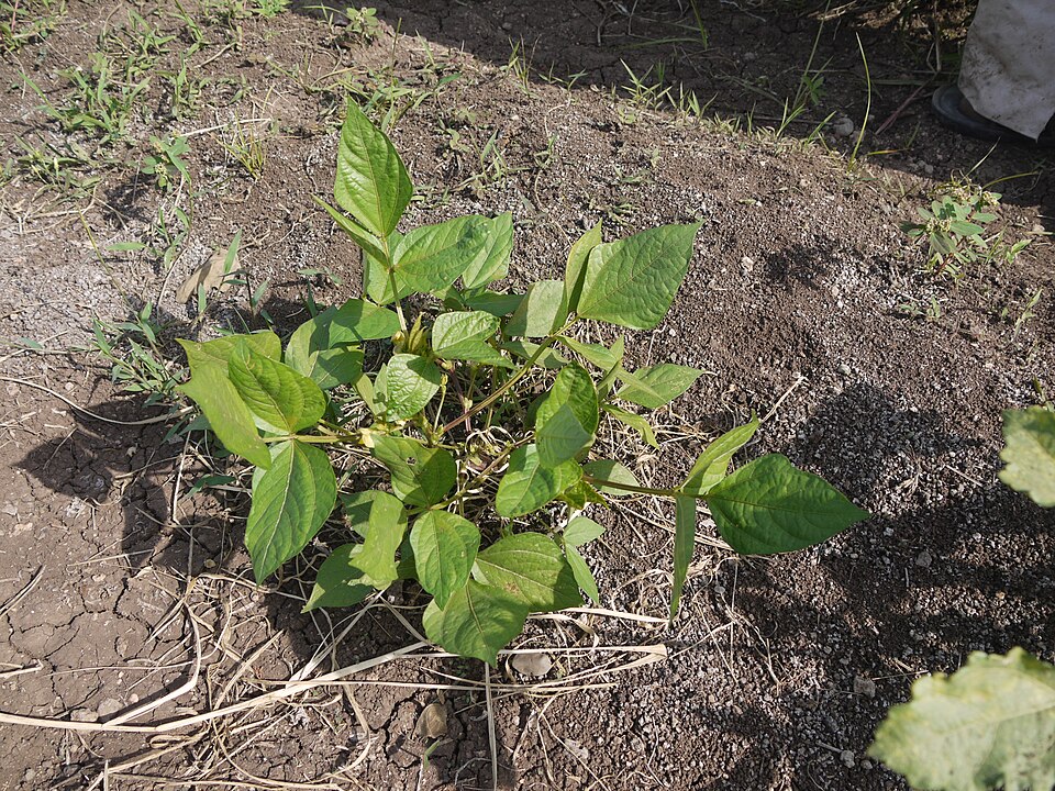 Urad Beans (Black Gram)