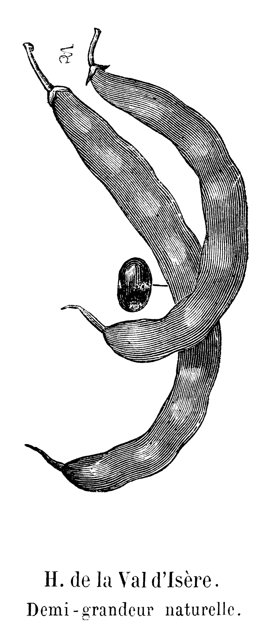 Val Beans