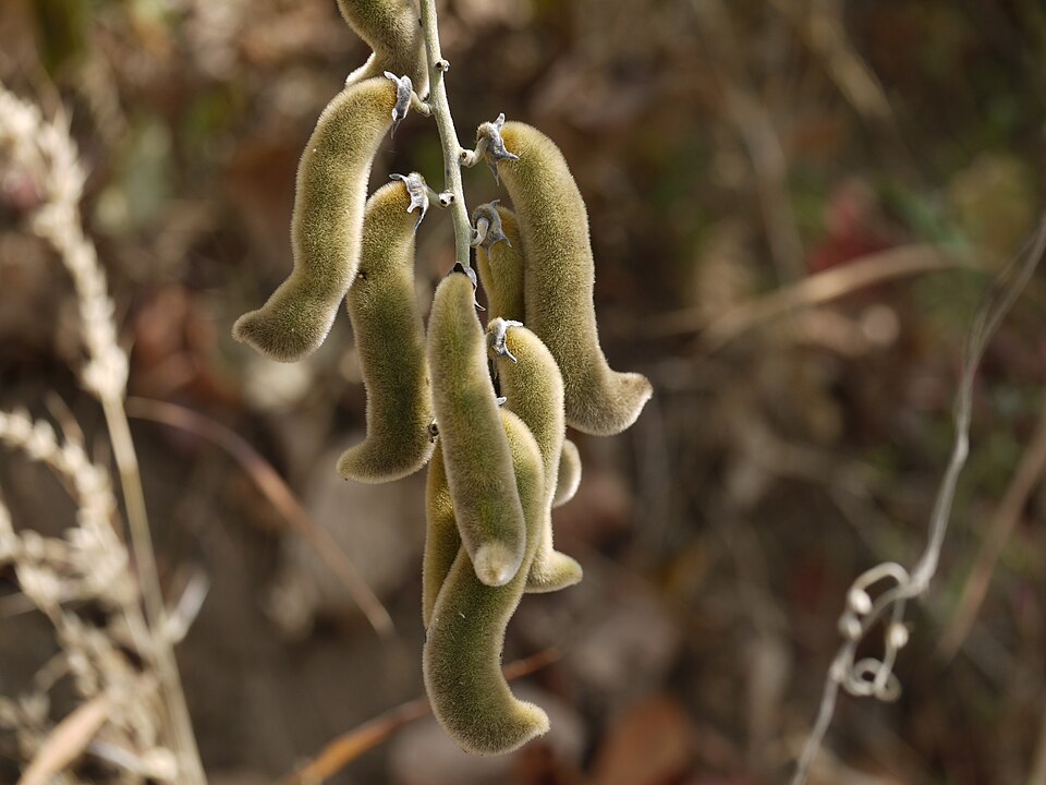Velvet Beans