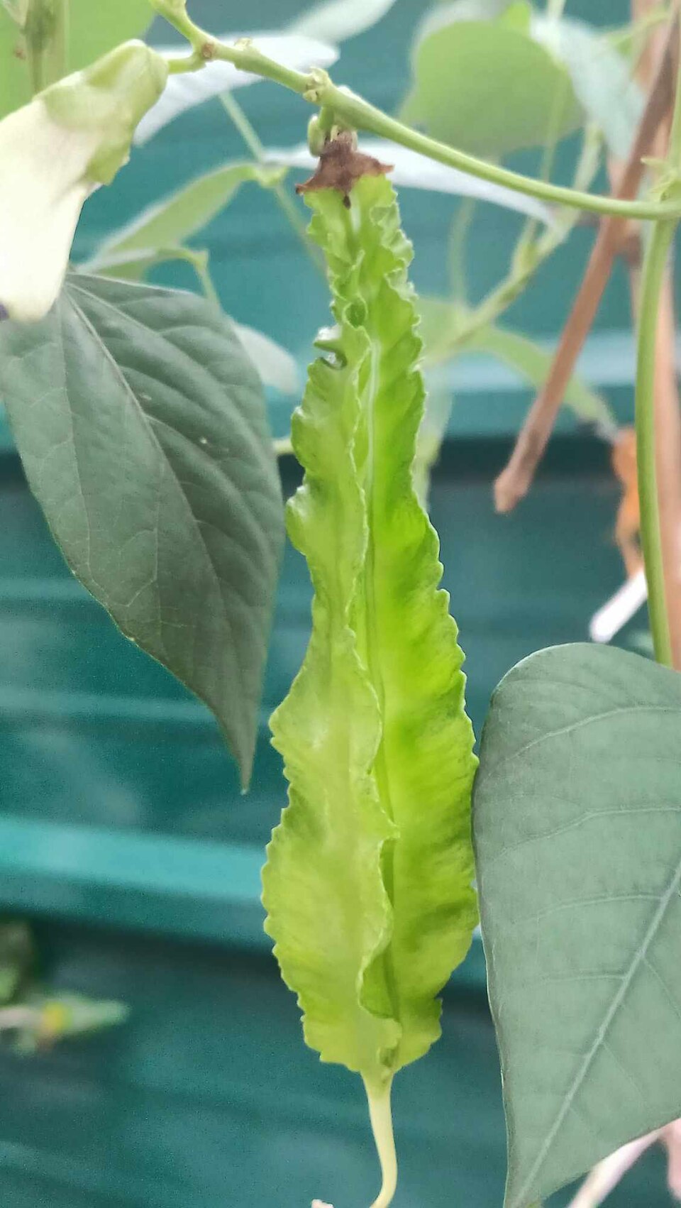 Winged Beans