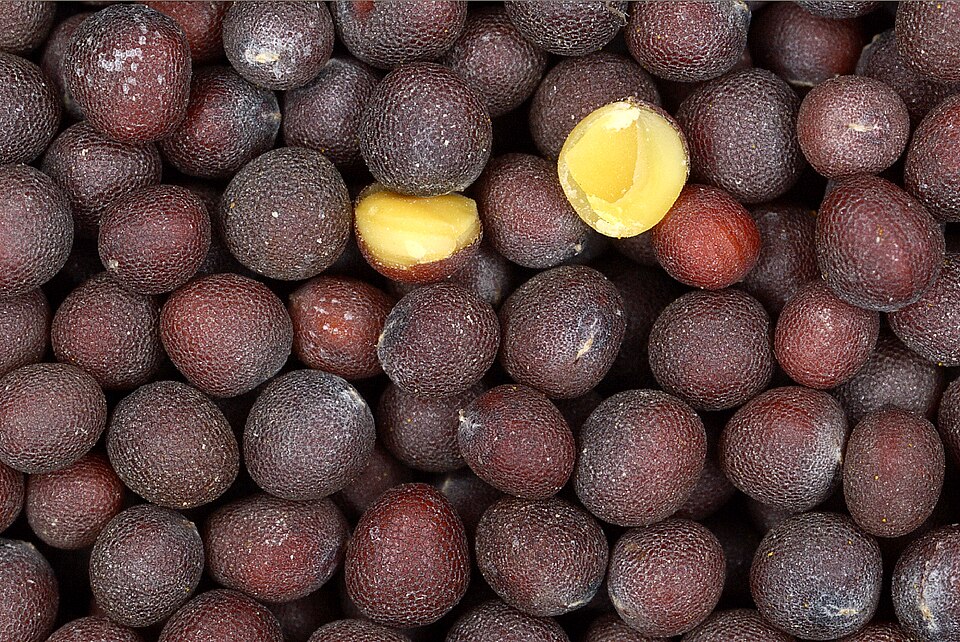 Photograph of Mustard Seed