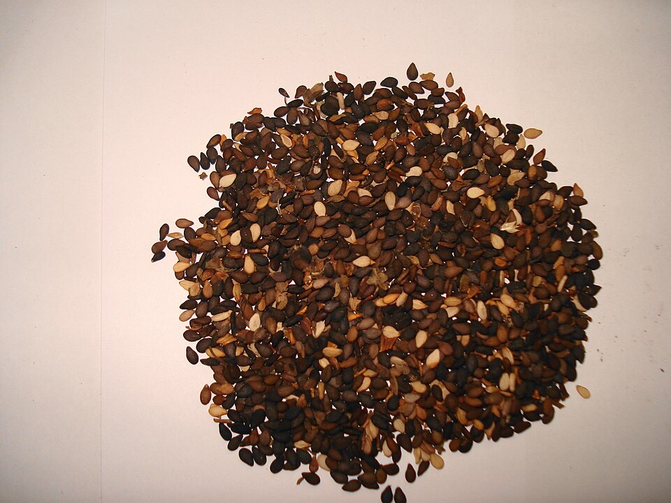 Sesame Seed
