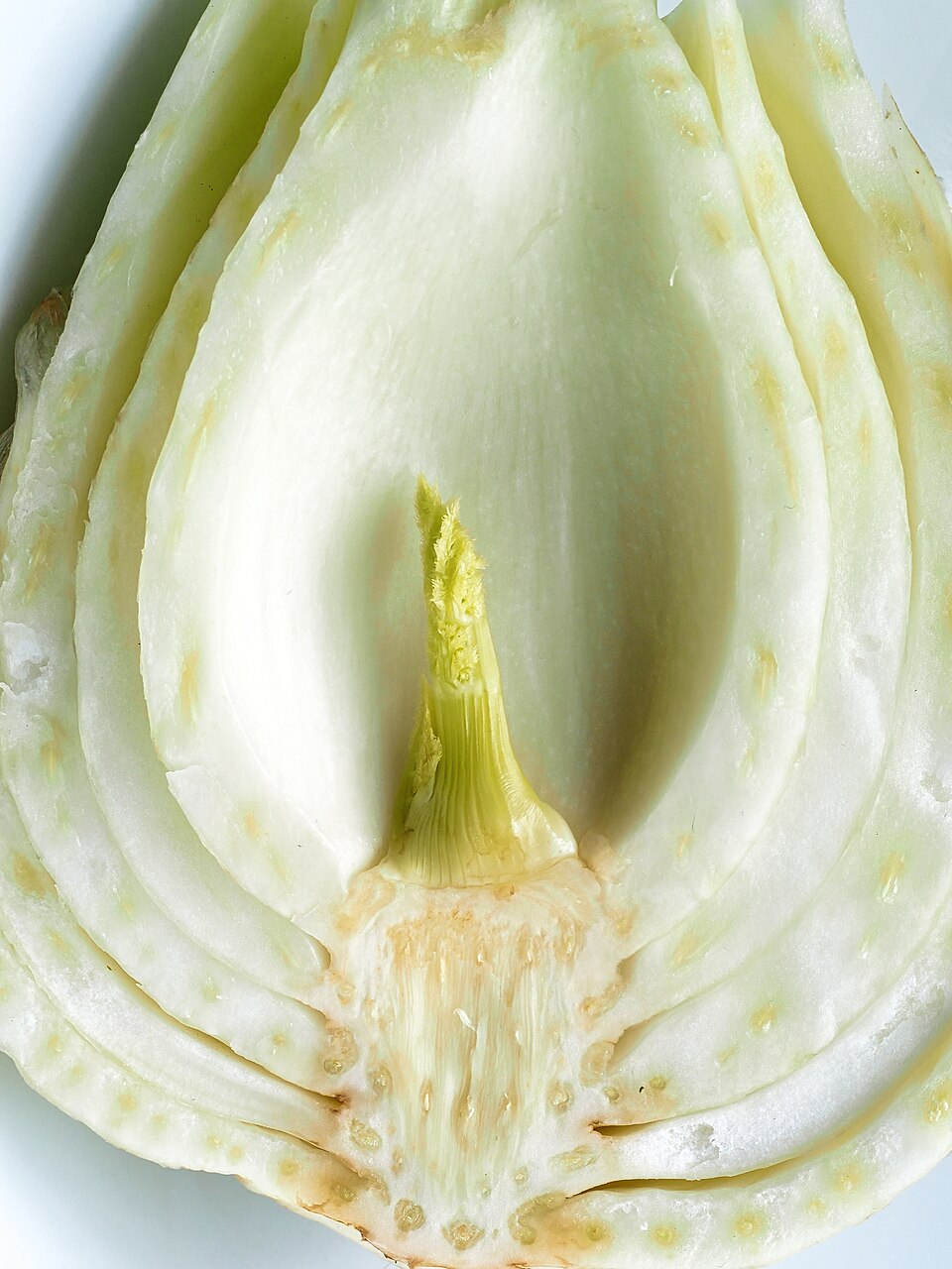 Fennel