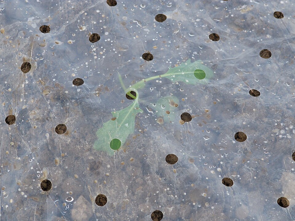 Photograph of Kohlrabi