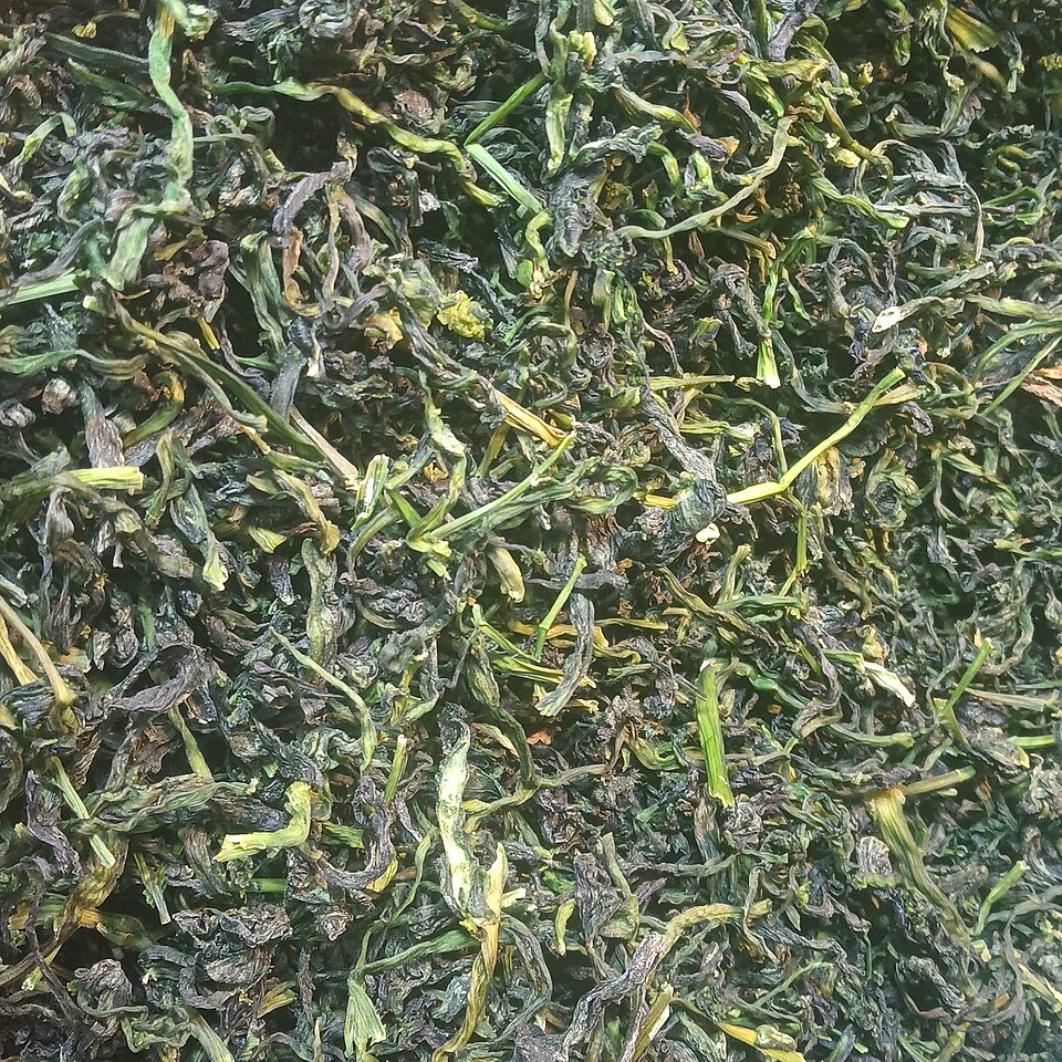 Photograph of Olive