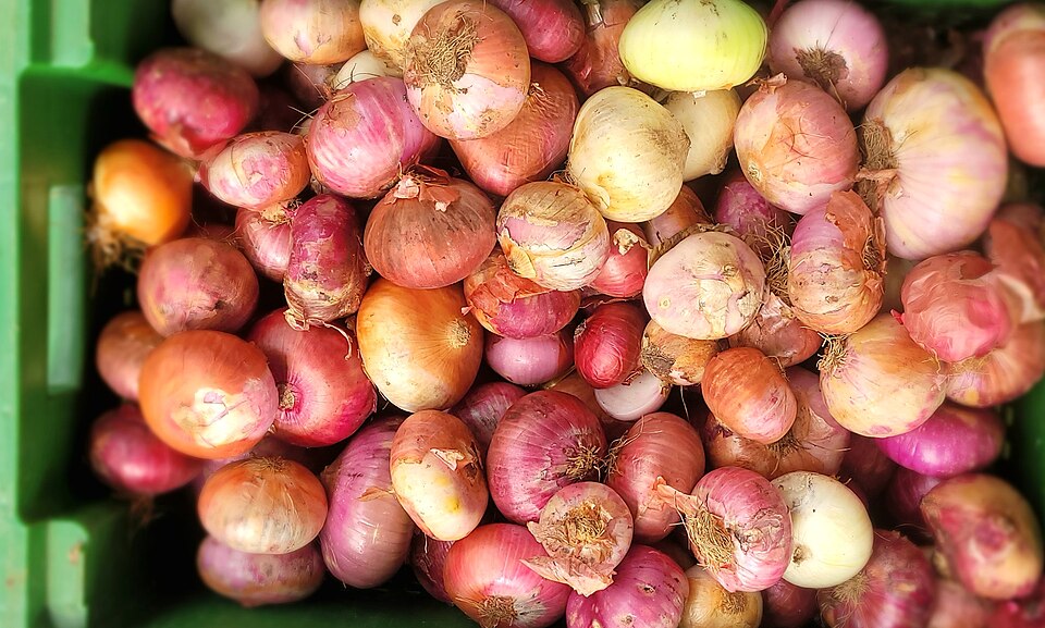Photograph of Onion