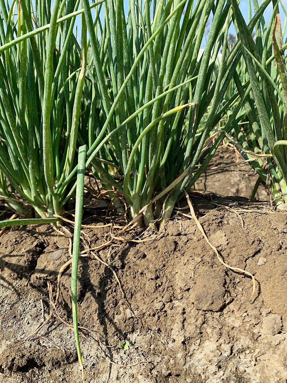 Photograph of Shallot
