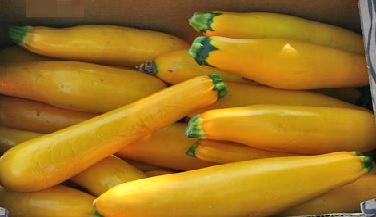 Photograph of Squash (Butternut)