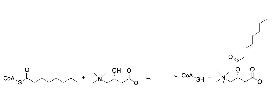 Vitamin BT (Carnitine)
