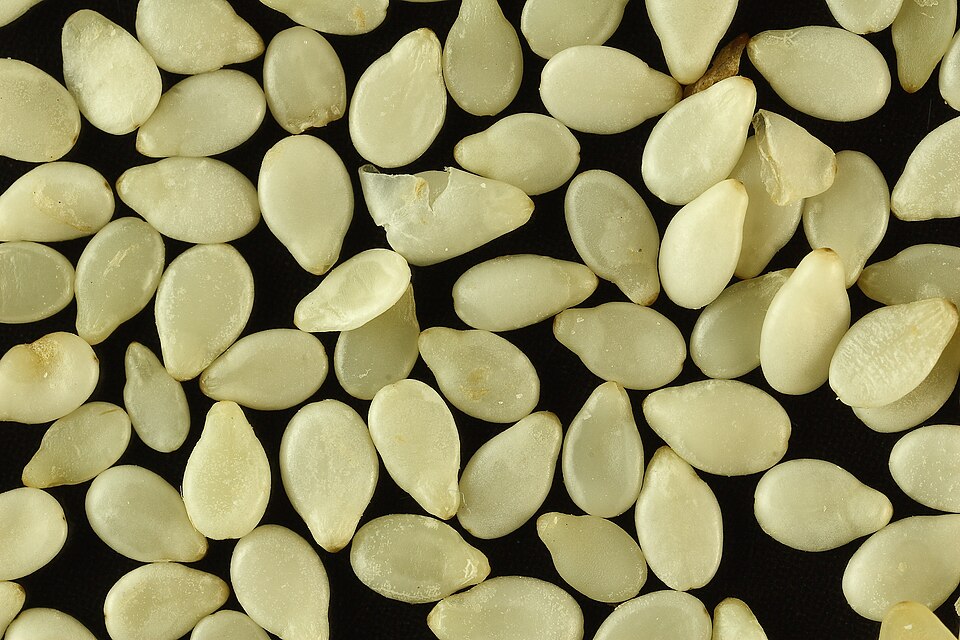 Vitamin T (Sesamin)