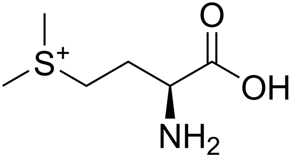 Vitamin U (S-Methylmethionine)